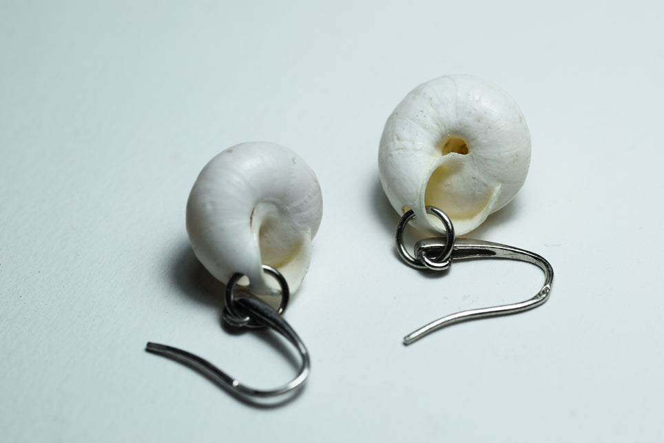 Petrosine, conchiglie siciliane