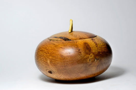 Chicca – La forza del leccio